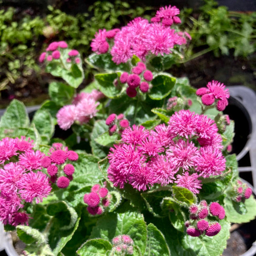 Ageratum Aguilera Purple