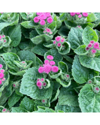 Ageratum Aguilera Purple