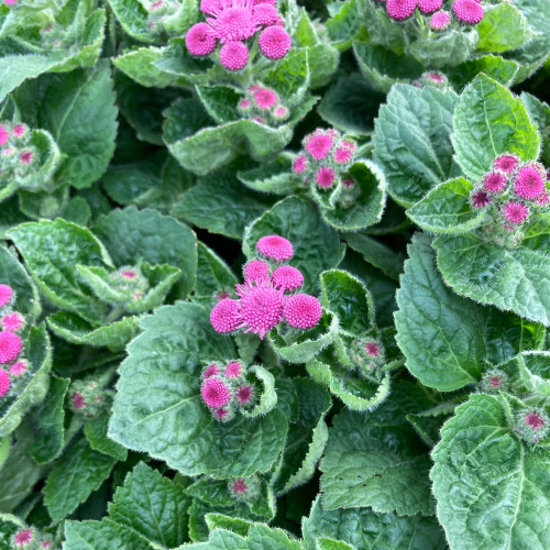 Ageratum Aguilera Purple