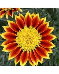 Gazania Sunbathers Totonaca