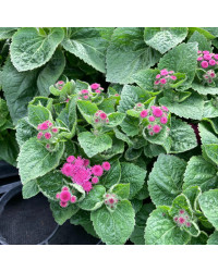 Ageratum Aguilera Purple