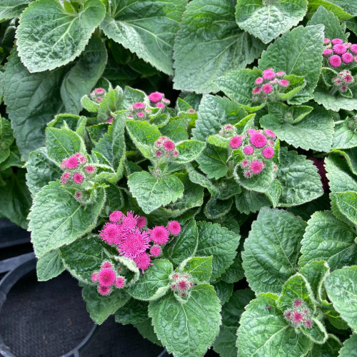 Ageratum Aguilera Purple