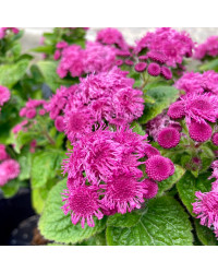 Ageratum Aguilera Purple