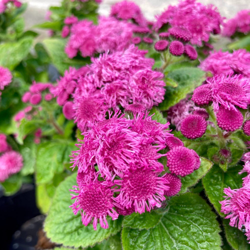 Ageratum Aguilera Purple