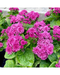 Ageratum Aguilera Purple