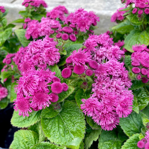 Ageratum Aguilera Purple