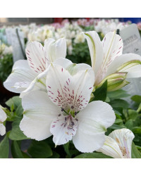 Alstroemère : Lys des Incas  India Snow