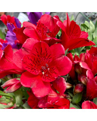 Alstroemère Lys des Incas  Summer Red