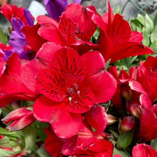 Alstroemère Lys des IncasSummer Red