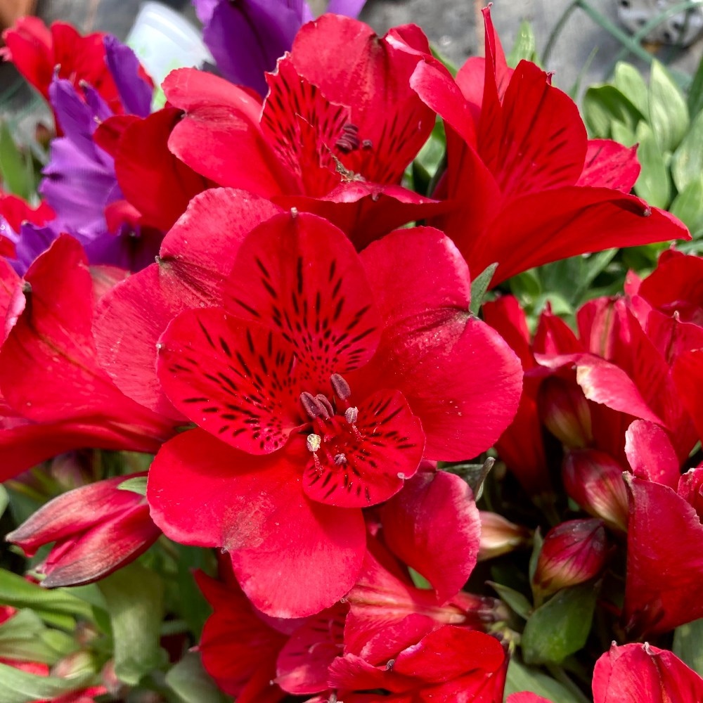Alstroemère Lys des IncasSummer Red