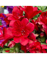 Alstroemère Lys des IncasSummer Red