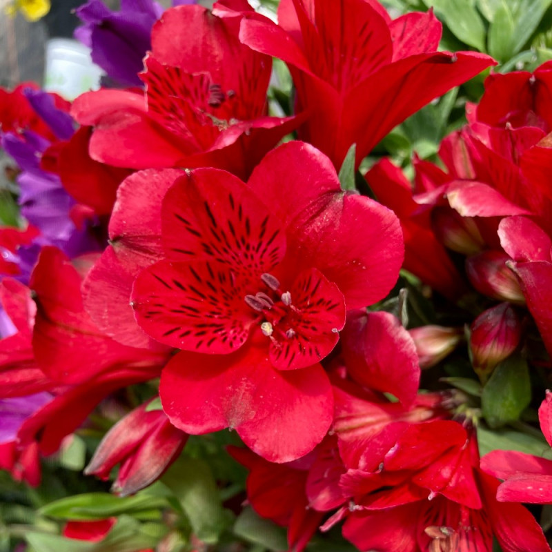 Lys des Incas Summer Red fleurs couleur Rouge Inticancha Valentino