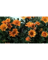 Gazania Sunbathers Totonaca