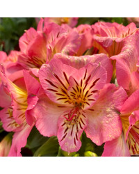 Alstroemère : Lys des Incas Inticancha 'Sunshine'