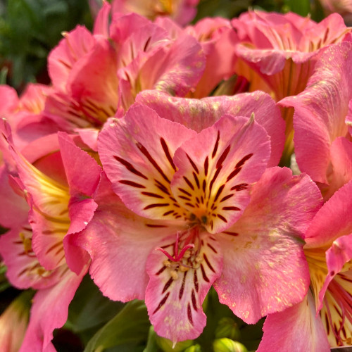 Alstroemère : Lys des Incas Inticancha 'Sunshine'