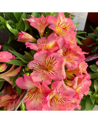 Alstroemère : Lys des Incas Inticancha 'Sunshine'