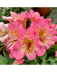 Alstroemère : Lys des Incas Inticancha 'Sunshine'