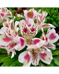 Alstroemère : Lys des Incas Inticancha 'White Pink Heart'