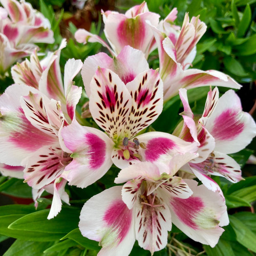 Alstroemère : Lys des Incas Inticancha 'White Pink Heart'