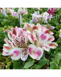 Alstroemère : Lys des Incas Inticancha 'White Pink Heart'