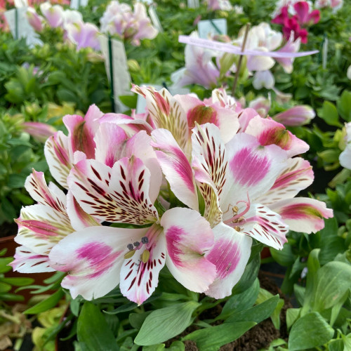 Alstroemère : Lys des Incas Inticancha 'White Pink Heart'