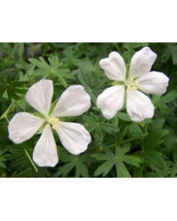 Geranium Vivace Album