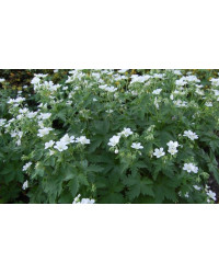 Geranium Vivace Album