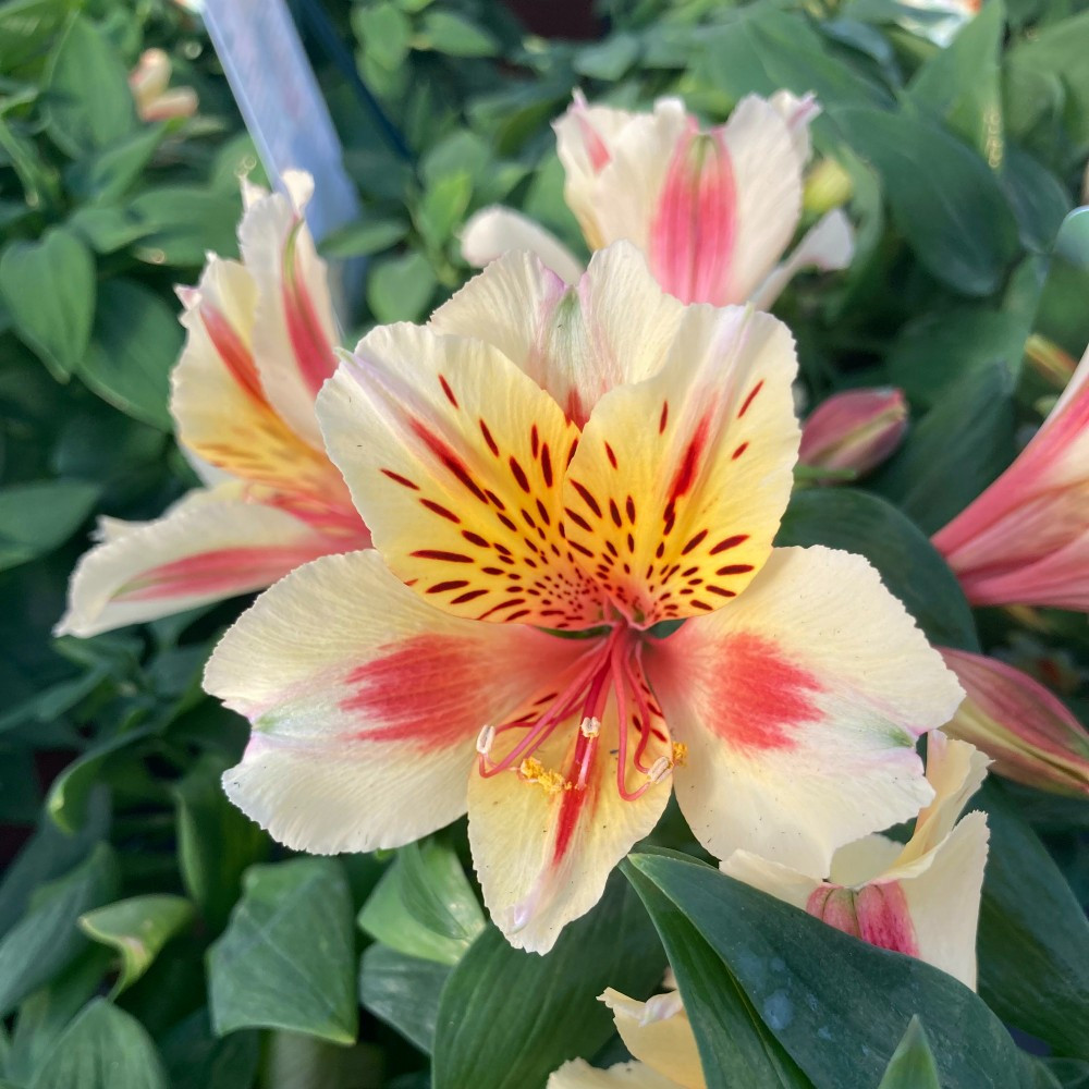Alstroemeria X GARDEN SUMMER BREAK® Lys Des Incas - Vivace Rose Bicolore Conteneur 3-4 Litres
