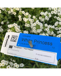 Alysse White Princess