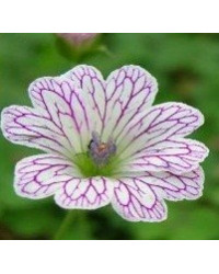 Geranium Vivace Alice
