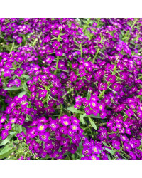Alysse Maritime Purple Crystals