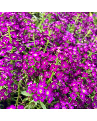 Alysse Maritime Purple Crystals