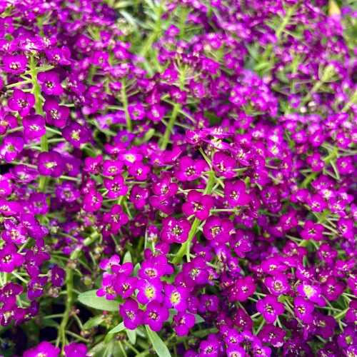 Alysse Maritime Purple Crystals