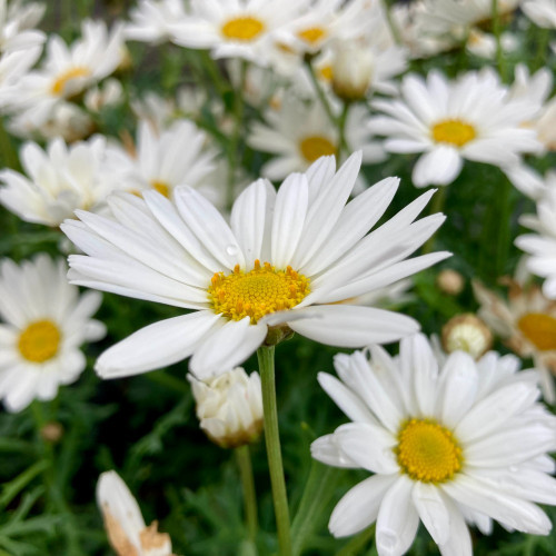 Anthemis Frutescens