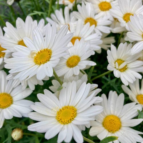 Anthemis Frutescens