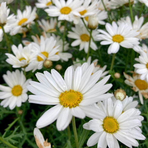 Anthemis Frutescens