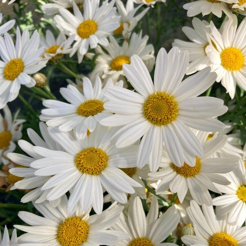 Anthemis Frutescens