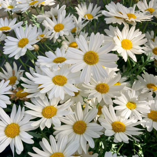 Anthemis Frutescens