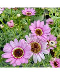 Anthemis Molimba M Pink