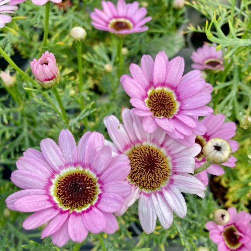 Anthemis Molimba M Pink