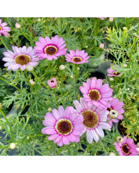 Anthemis Molimba M Pink