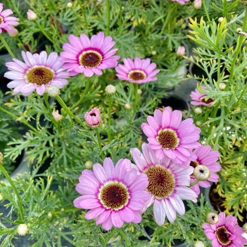 Anthemis Molimba M Pink