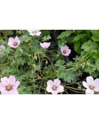 Geranium Vivace Alice