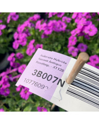 Aubrieta axcent antique rose