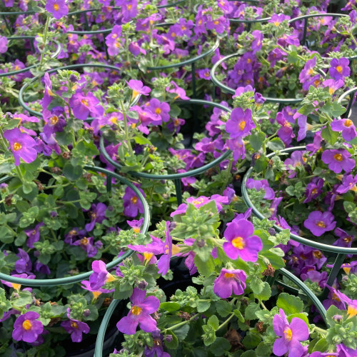 Bacopa Great Violet Glow