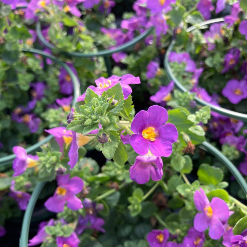 Bacopa Great Violet Glow