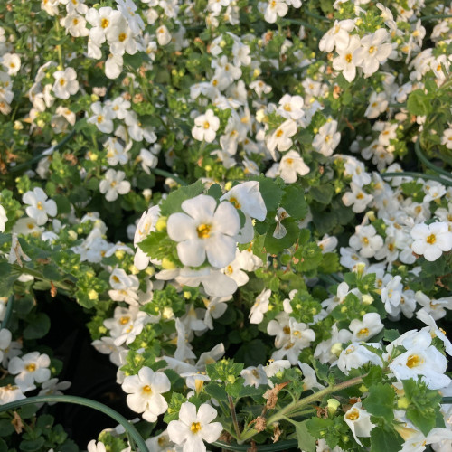 Bacopa Gulliver Dynamic White