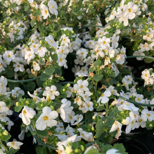 Bacopa Gulliver Dynamic White