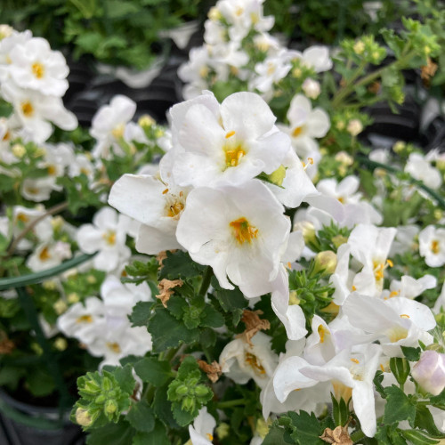 Bacopa Gulliver Dynamic White