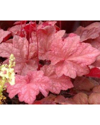 Heuchère Hybrida Automn Leaves